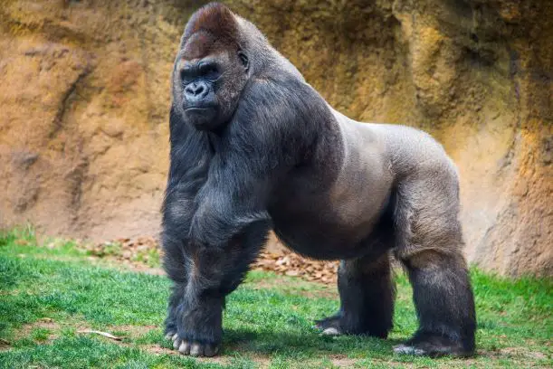 Gorilla Pose